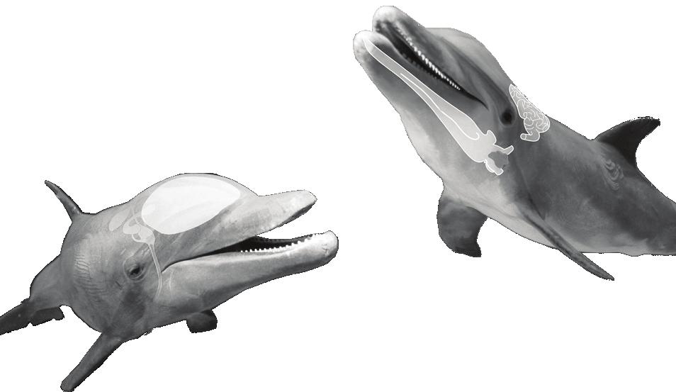 Palackorrú delfin z alábbiakban infografikákat találsz a delfinekről. Olvasd el alaposan a szövegeket, majd válaszolj a kérdésekre!