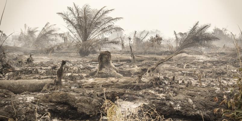 Indonézia felégetése a profitért 2015-ben az erdőtüzek Indonéziában több mint 3 millió hektár területet pusztítottak el, 23 halálos áldozat, félmillió légúti megbetegedés Számos erdőtűz