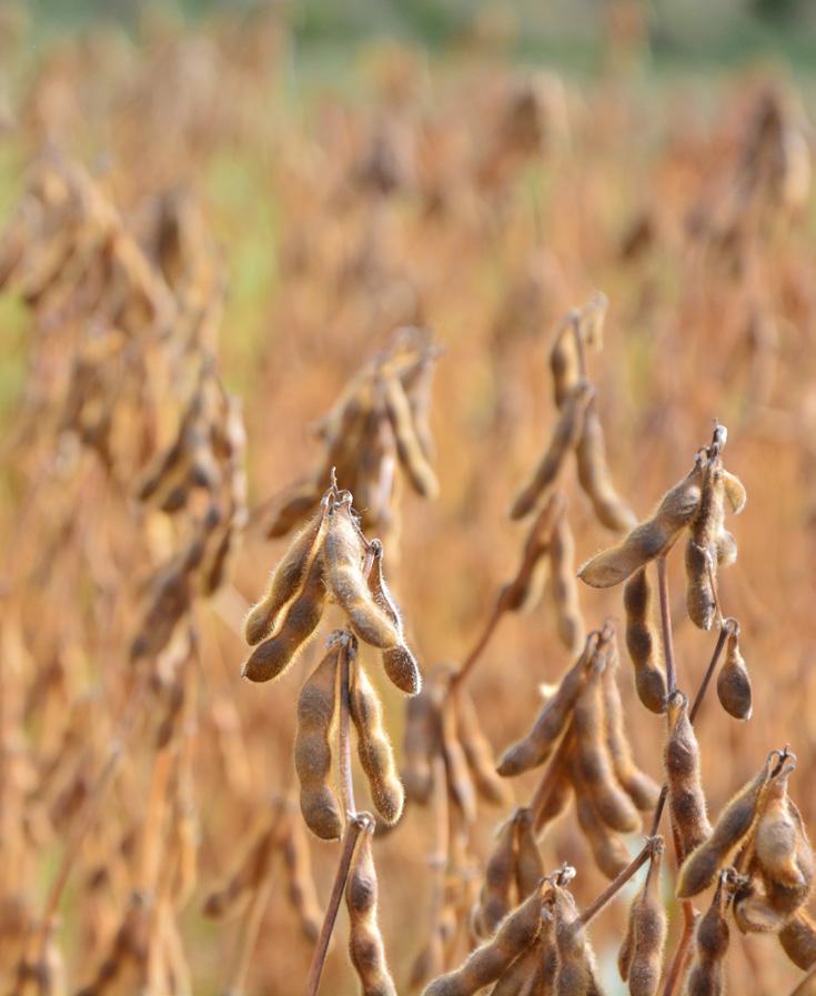 fehérjetartalom Magas szintű Sclerotinia tolerancia Ajánlott tőszám: 450-550 (1.000/ha) ES MEDIATOR Érésidő: I.