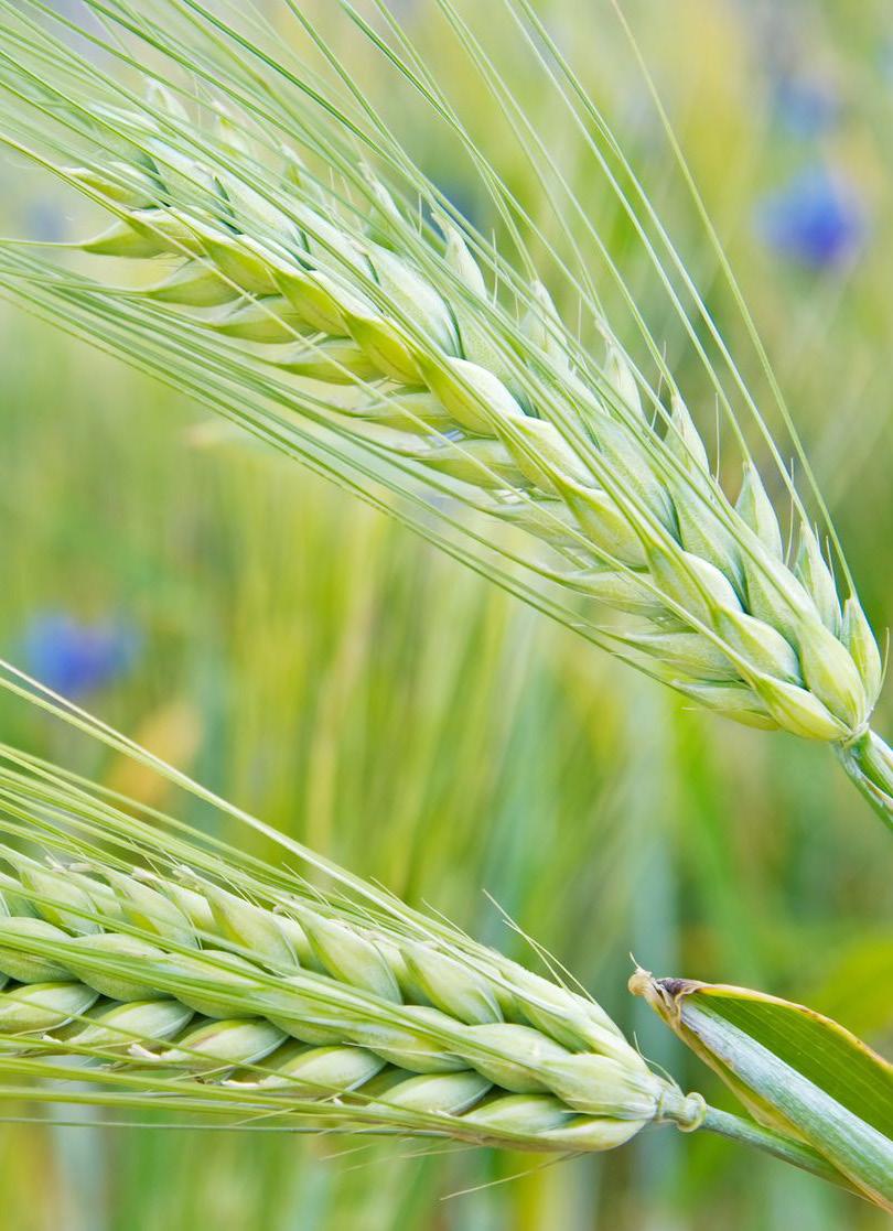 TAVASZI ÁRPA BOJOS Bőtermő és jól malátázható tavaszi sörárpa Fajtatulajdonos: Agromag Kft.