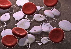 A vérlemezek A vérlemezkék (thrombocyta) a véralvadásban játszanak fontos szerepet, mert a vérlemezkék trombikináz