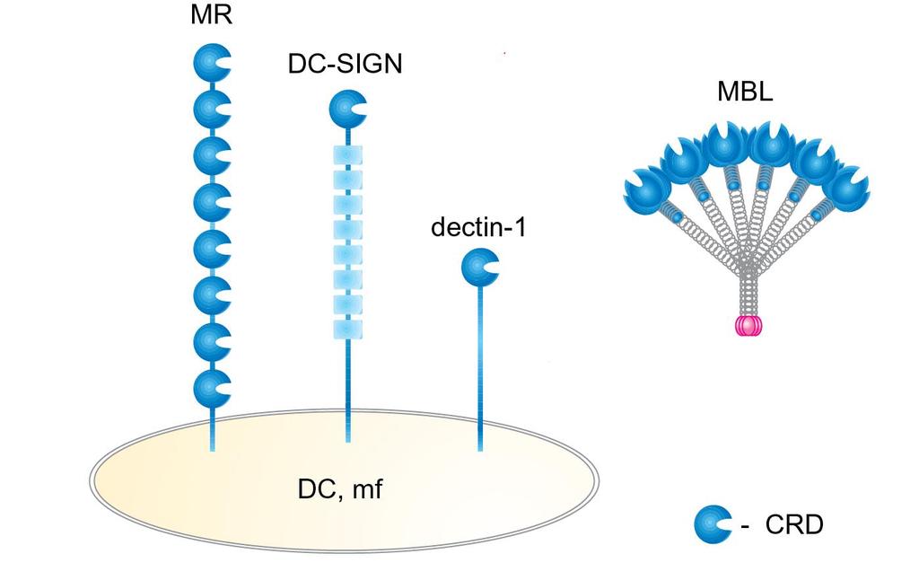 C-típusú lektin receptorok A C-típusú lektinreceptorok tágabb értelemben, az azonos nevű domént, a a szénhidrát-felismerő domént (Carbohydrate Recognition Domain CRD) tartalmazó fehérjék.