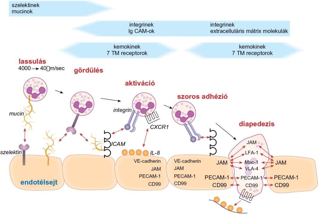 A sejtek érfalon átjutásában (extravazáció) szerepet játszó adhéziós kapcsolatok A vérerekben keringő sejtek először lelassulnak, majd gördülni kezdenek az érendotélen a kis affinitású