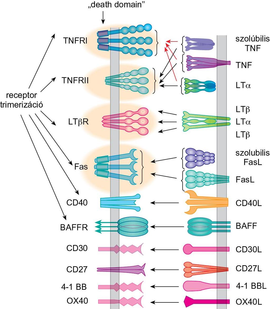 A TNF-receptorcsalád A TNFR-családba tartozó receptorok és ligandumaik nagy része oldékony és membránhoz kötött formában is megjelenik.