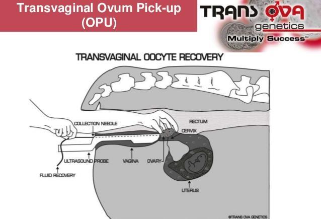 és az OPU - IVF Üsző