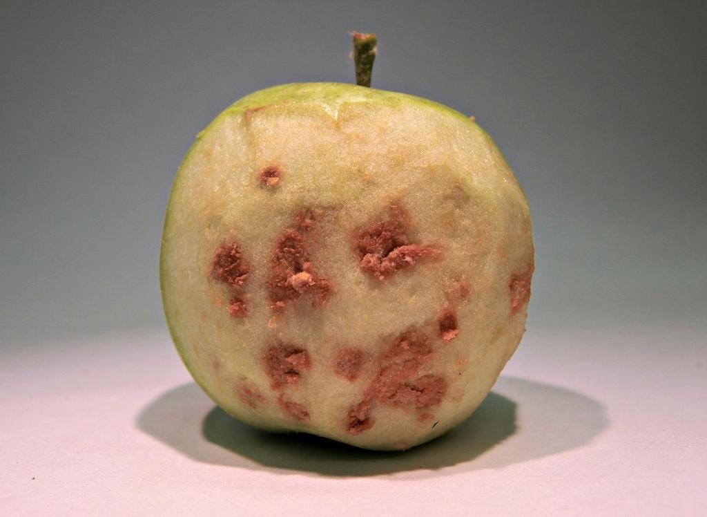 Az ázsiai márványospoloska szívása következtében a gyümölcshús is elbarnul Gazdasági kárt Pest megye déli részén okozott, almában.