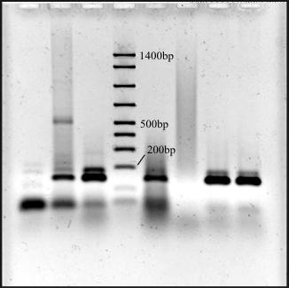 közvetlenül vagy utólagos tisztítással kiegészítve megfelelõ minõségû DNS izolálható a különféle élelmiszer mintákból. 1. táblázat: A DNS izolálás eredményei Minták R CTAB I. R CTAB II.