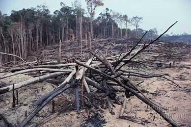 erdő definíciója (erdő = min. 0,5 ha kiterjedés, lombkorona min.