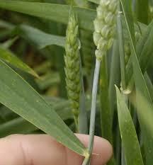 A vizsgálandó növényi részek Növény Búza Kukorica Árpa