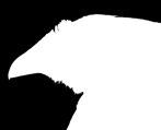 88 in) Tollazat a nyak körül. 140. nap (20. hét) Hosszú szegélyű, lándzsa alakú tollak a kakasoknál.