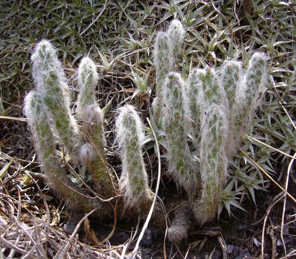 12 3. Opuntia vestita (= Cylindropuntia