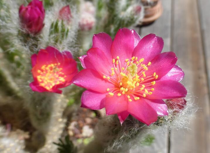 4. Opuntia vestita (= Cylindropuntia