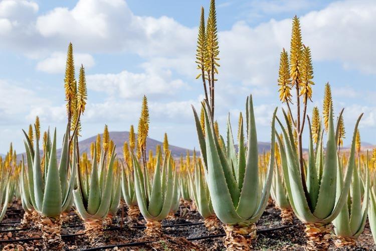 7 Írta: Barotányi Zoltán Az Aloe vera a népi hiedelmekben valóságos csodaszerként tűnik fel, kedvező hatásainak se szeri, se száma - kár, hogy ezek jó részét nem nagyon igazolták a gonosz tudósok.