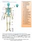 rotatio, cartilago articularis, synarthrosis, synostosis, symphysis pubica, circumductio, synovia, diarthrosis, syndesmosis, capsula articularis,