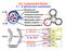 H-2. A glomeruláris filtráció 2.1. A glomerulus szerkezete