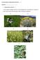 Természetvédelem: Gyógynövények (50 pont/ ) Csapatnév:... I. Gyógynövények (15 pont/..)