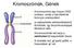 A kromoszómák kialakulása előtt a DNS állomány megkettőződik. A két azonos információ tartalmú DNS egymás mellé rendeződik és egy kromoszómát alkot.