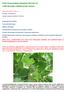 Szőlő növényvédelmi előrejelzés (2014.06.19.) a Móri Borvidék szőlőtermesztői számára