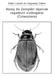 Abaúj és Zemplén tájainak ragadozó vízibogarai (Coleoptera)