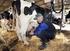 A tej és tejtermékek közös piacszervezése