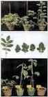 6. Növényi biotechnológia