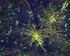 Glia-neuron interakció aspektusai. Neurovaszkuláris. kapcsoltság