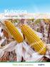 Kukorica. hibrid ajánlat 2015