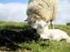 47/2005. (V. 23.) FVM rendelet. a juh- és kecskefajok egyedeinek Egységes Nyilvántartási és Azonosítási Rendszeréről. Értelmező rendelkezések