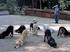 Klikkeres Képzés a Kutyákért Kutyaiskola és Állatvédő Egyesület ALAPSZABÁLYA