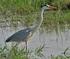 A SZÜRKE GÉM (Ardea cinerea) VONULÓ ÉS TELELŐ ÁLLOMÁNYA MAGYARORSZÁGON (1996 2012)