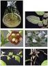 Növényi bioszintézis. Primer és szekunder anyagok. Gyógynövények és anyagaik. A növények által termelt anyagok csoportosítása