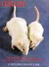 Transzgenikus egerek előállítása és felhasználásuk. Erdélyi Ferenc MTA KOKI Orvosi Géntechnológiai Részleg