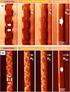 MAGNETIC PHASE AND DOMAIN EVOLUTION OF