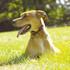 Használati és telepítési utasítás a Láthatatlan rejtett kerítés rendszerhez kutyáknak