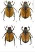 Additional Data to the Lamellicornia Fauna of Turkey (Coleoptera: Lamellicornia)