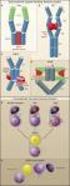 Kit Components. TRKA Kinase Enzyme System