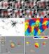 Synchronization of cluster-firing cells in the medial septum