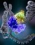 A DNS szerkezete. Genom kromoszóma gén DNS genotípus - allél. Pontos méretek Watson genomja. J. D. Watson F. H. C. Crick. 2 nm C G.
