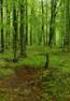 1996. évi LIV. törvény. az erdőről és az erdő védelméről, egységes szerkezetben a végrehajtásáról szóló 29/1997. (IV. 30.