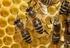 méhek állandó tartási helye nem a méhész lakóhelyével összefüggő területen (udvarban, kertben stb.) van, a méhész köteles a méhek tartási helyén a nev
