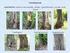 Környezeti tényezők hatása erdei fák fiziológiai állapotára