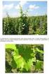 Szőlő és alma növényvédelmi előrejelzés (2014. május 8.)