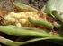 Kukoricamoly és gyapottok bagolylepke a kukoricában
