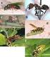 Újabb fullánkos hártyásszárnyú (Hymenoptera, Aculeata) fajok Somogyból