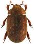 Vizsgálatok a Dráva mente lemezescsápú bogár (Coleoptera, Lamellicornia) faunáján II.
