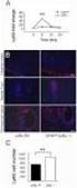 Kit Components. MAPKAPK2 Kinase Enzyme System. Turn Key Enzyme Substrates 5x Reaction Buffer A