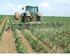 A vetésidő és a tőszám hatása a kukoricahibridek termésére