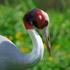 JUVENILE RATIO OF COMMON CRANE (GRUS GRUS L., 1758) AT STAGING SITES IN SE-HUNGARY. Dr. István Sterbetz. Introduction