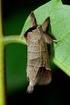 Checklist of the Psychidae fauna of Hungary (Lepidoptera)