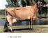 Holstein-fríz tehénállomány küllemi tulajdonságainak (törzs, far) változása a laktációk előrehaladtával